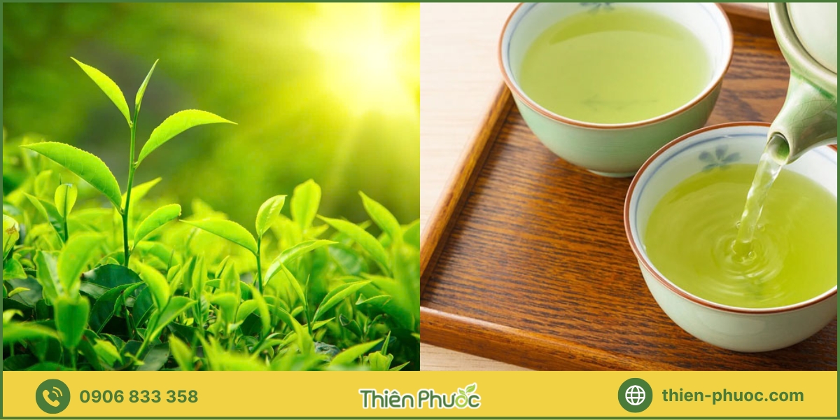 Lưu ý khi sử dụng trà