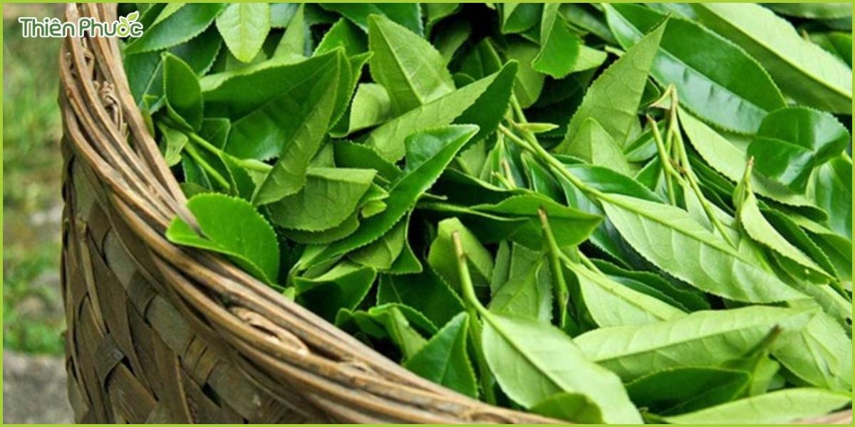 Những thách thức trong sản xuất trà