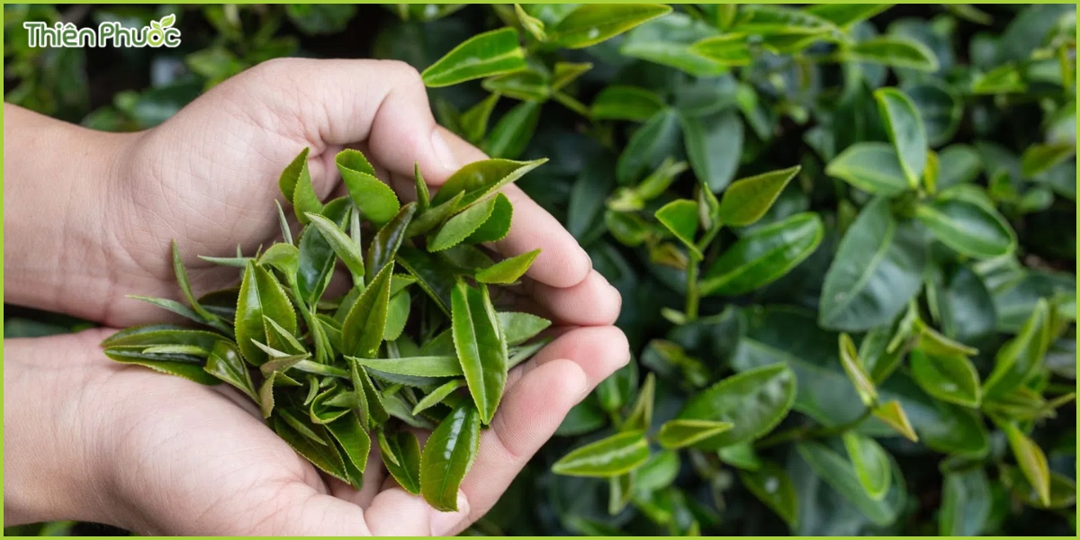 Đánh giá và phản hồi từ khách hàng