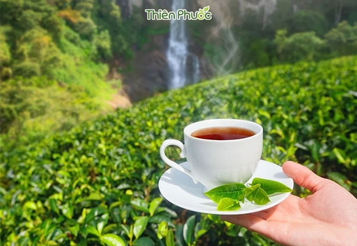 Cung cấp trà sỉ chất lượng tại Đồng Nai