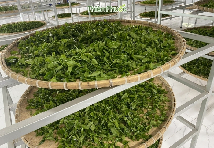 Gia công trà tại Tây Ninh