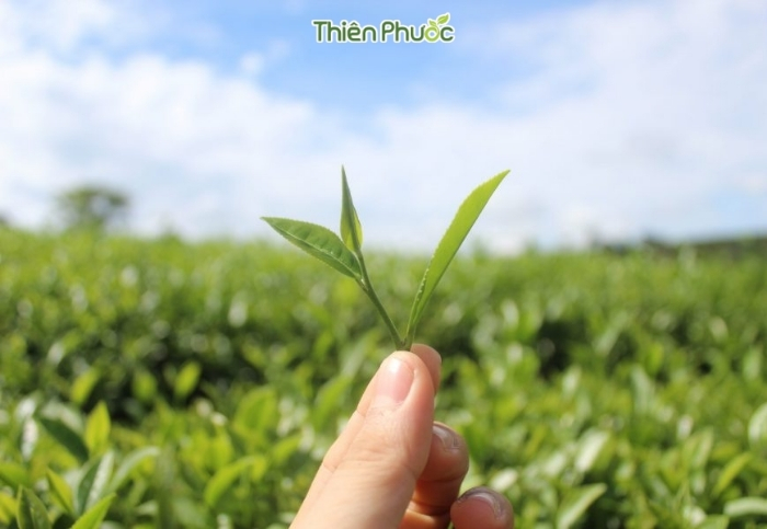 Gia công trà tại Tiền Giang