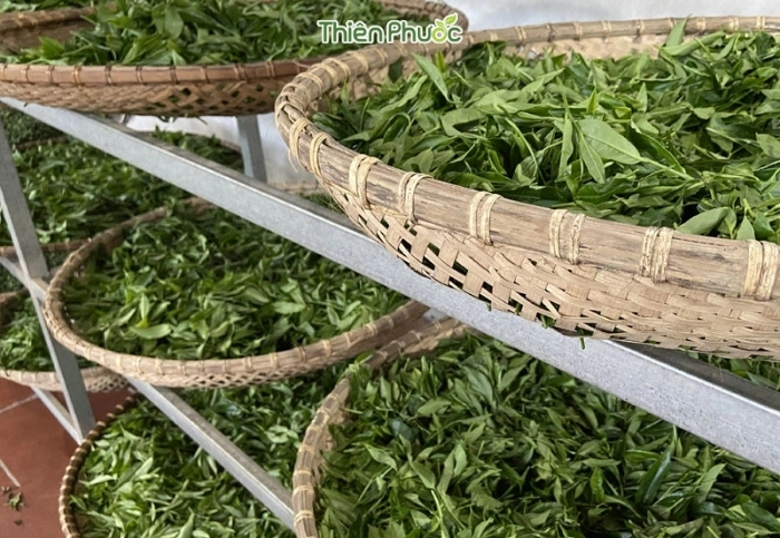 Quy trình sản xuất trà từ lá trà tươi đến sản phẩm hoàn thiện và những tiêu chí quan trọng