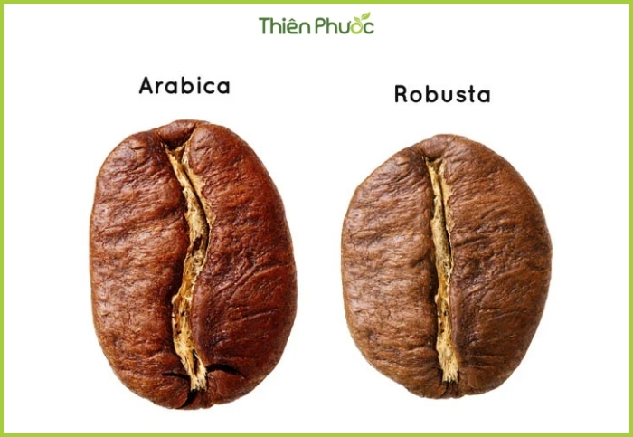 Sự khác biệt giữa cà phê Arabica và Robusta