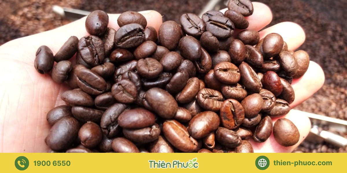 Các loại cà phê nguyên chất chúng tôi cung cấp sỉ tại Tiền Giang