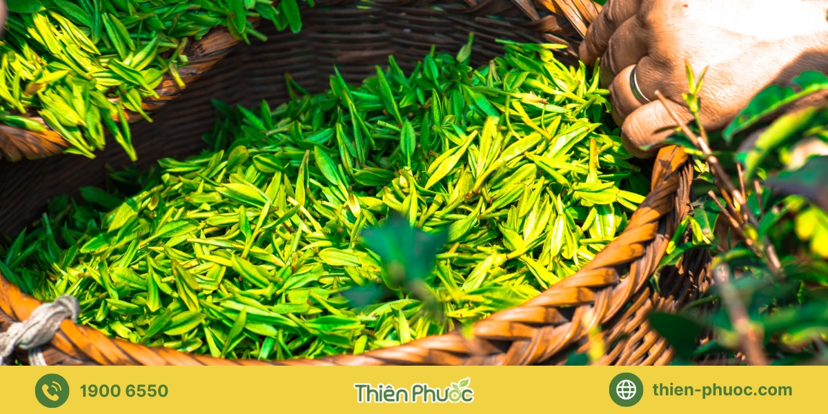 Các yếu tố cần xem xét khi hợp tác gia công trà tại Bình Phước