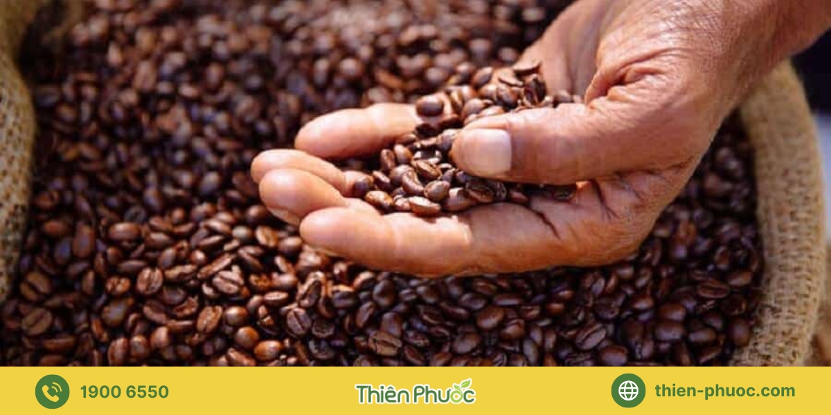 Báo giá cung cấp sỉ cà phê nguyên chất tại Vũng Tàu - Thiên Phước