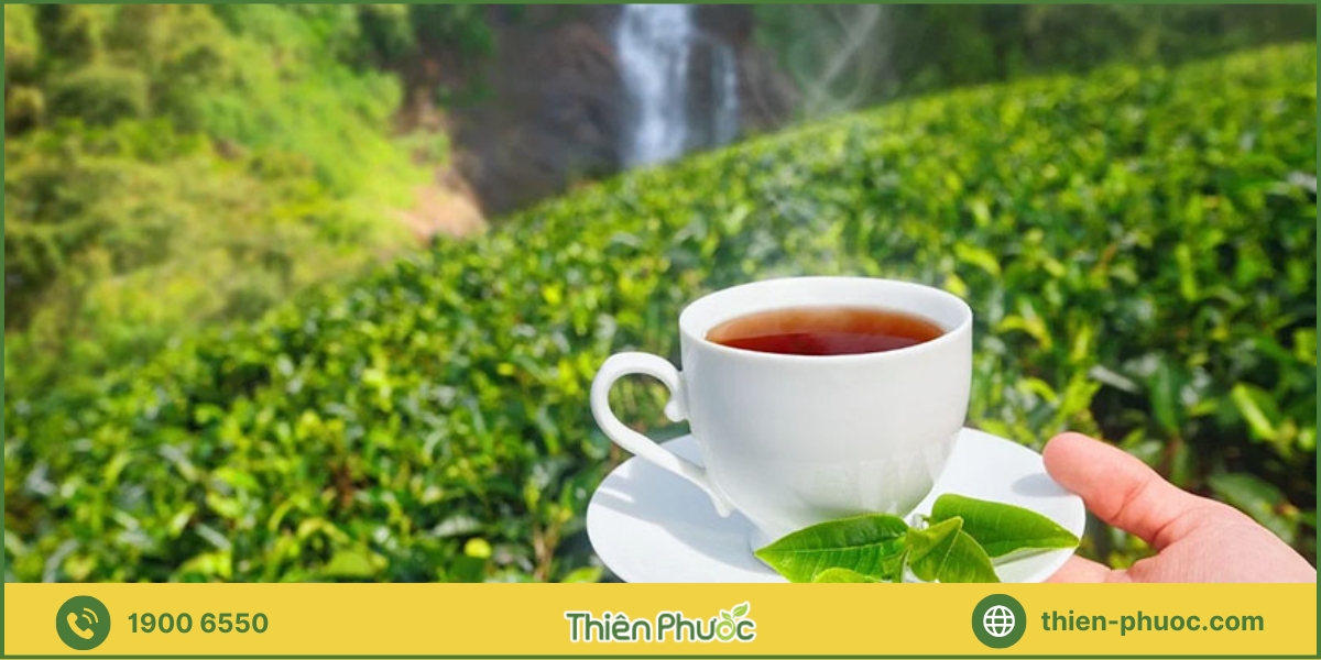  Báo giá dịch vụ cung cấp trà sỉ tại Bình Dương của Thiên Phước