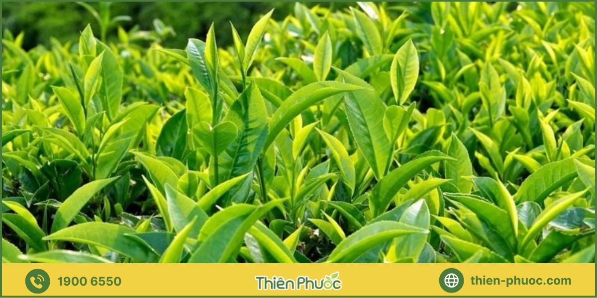 So sánh ưu thế cạnh tranh với Thiên Phước về dịch vụ cung cấp trà sỉ tại TP.HCM