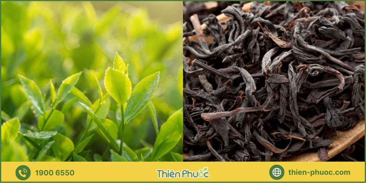 Tại sao nên chọn Thiên Phước làm đối tác gia công trà tại Đồng Nai?