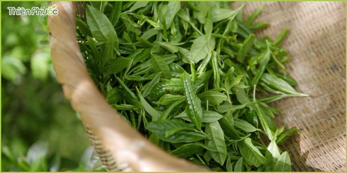 Lợi ích kinh tế từ việc gia công trà tại Thiên Phước