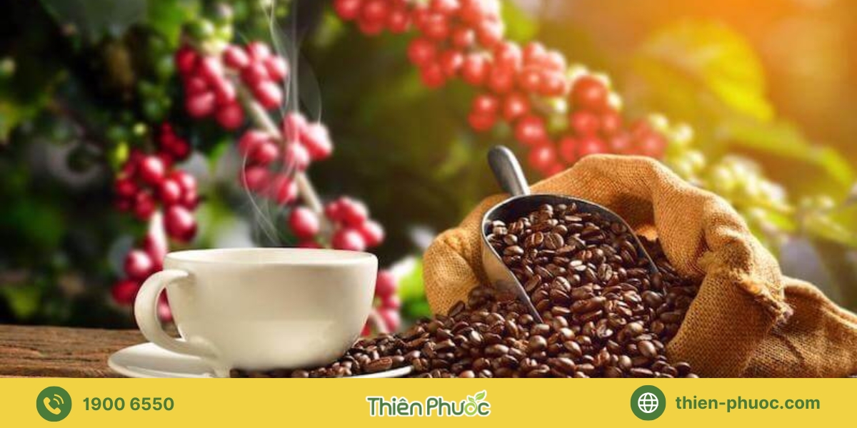 Giới thiệu dịch vụ cung cấp sỉ cà phê nguyên chất tại Bình Thuận