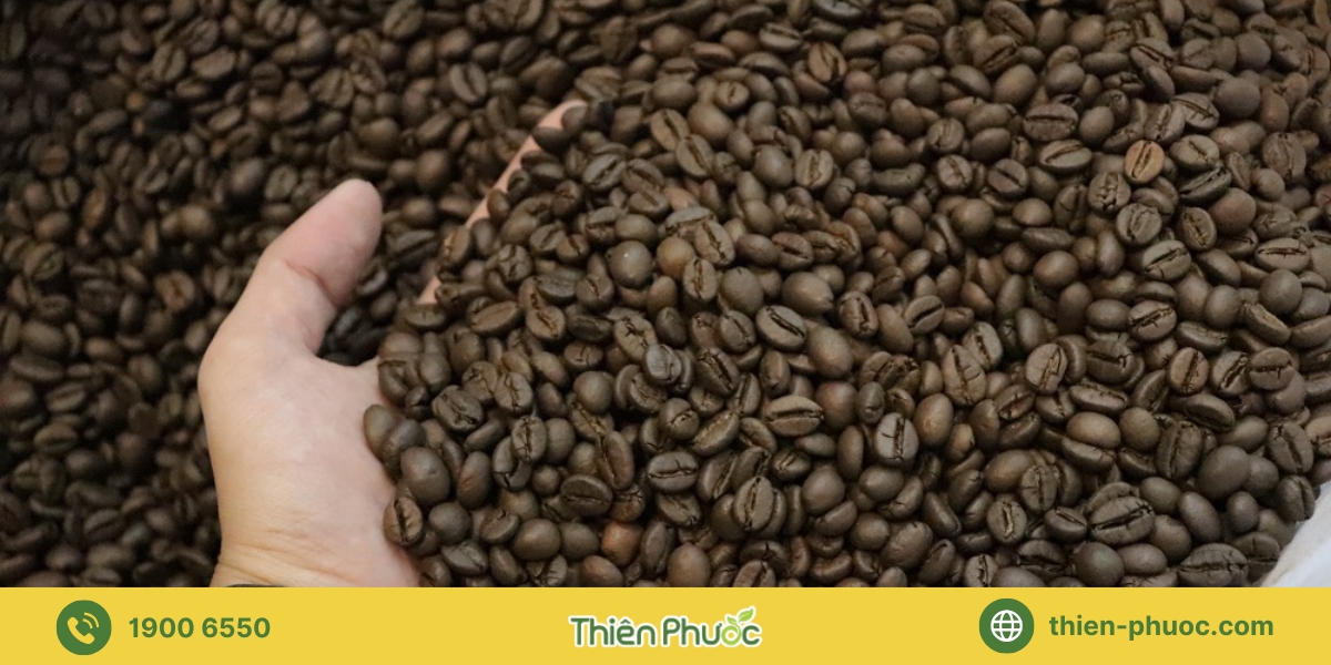 Giới thiệu dịch vụ cung cấp sỉ cà phê nguyên chất tại Khánh Hòa