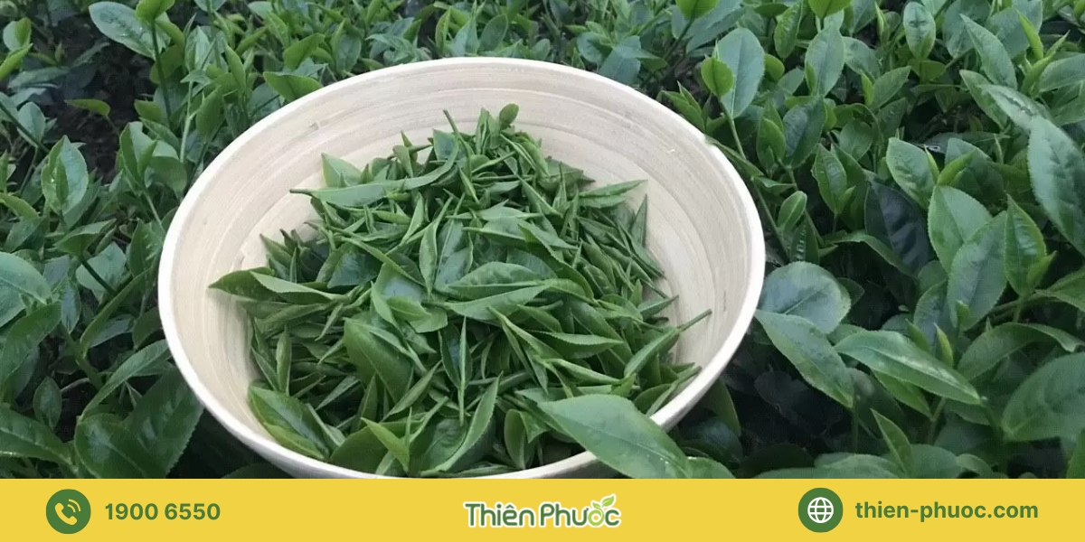 Lợi ích của việc gia công trà tại Bình Thuận