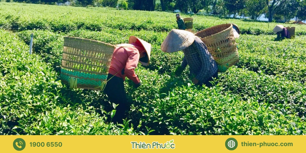 Lợi ích của việc gia công trà tại Tây Ninh