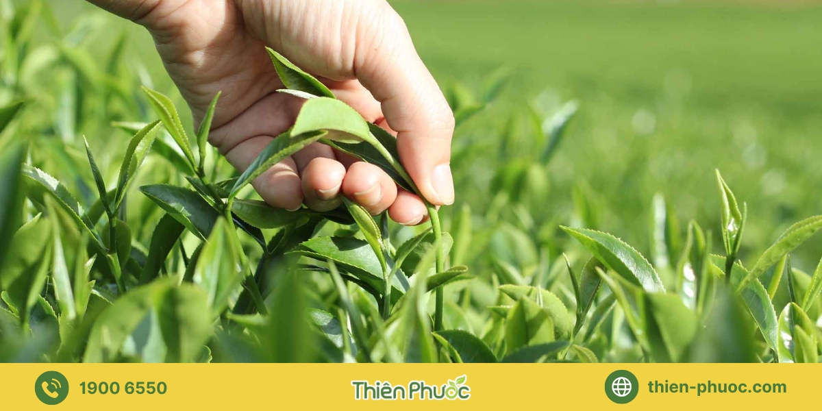 Lợi ích của việc gia công trà tại Tiền Giang