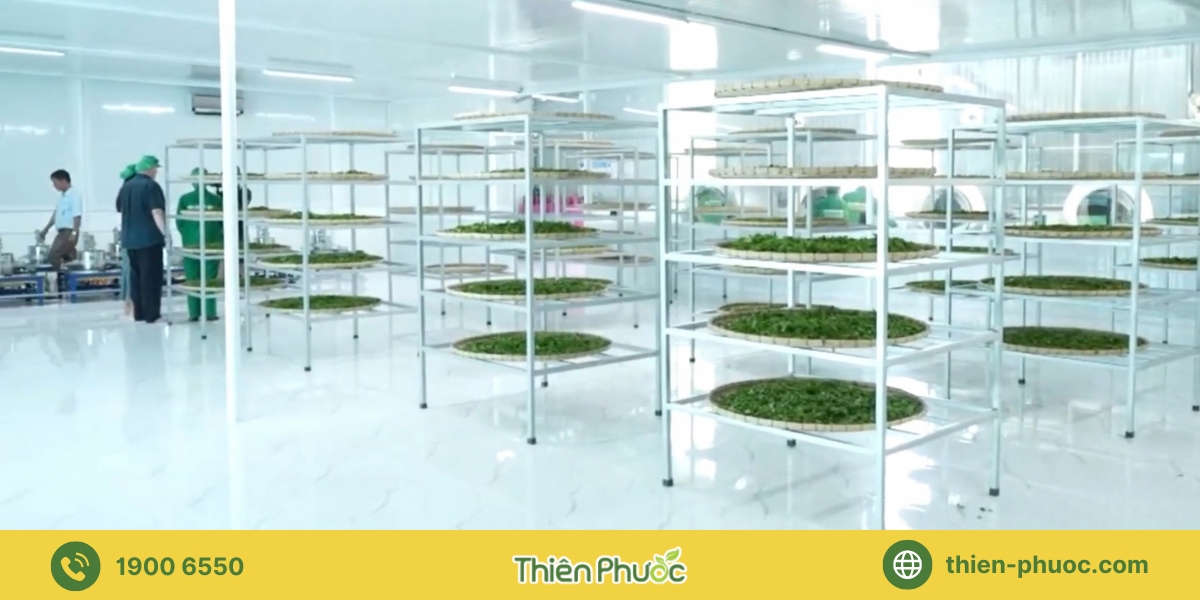 Lợi ích khi hợp tác gia công trà tại Long An với Thiên Phước