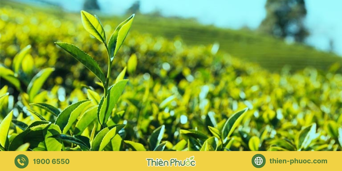 Lợi ích khi mua trà giá sỉ tại Bình Thuận từ Thiên Phước