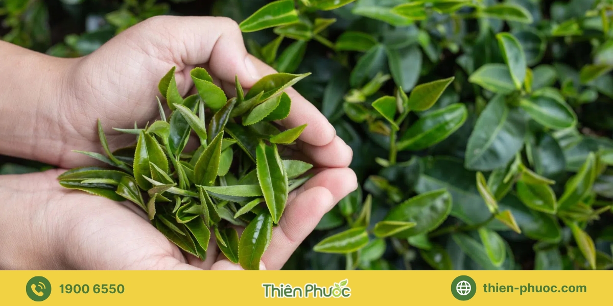 Lưu ý khi gia công trà tại Vũng Tàu