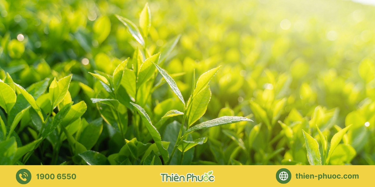 Những lưu ý cần thiết khi gia công trà tại Long An