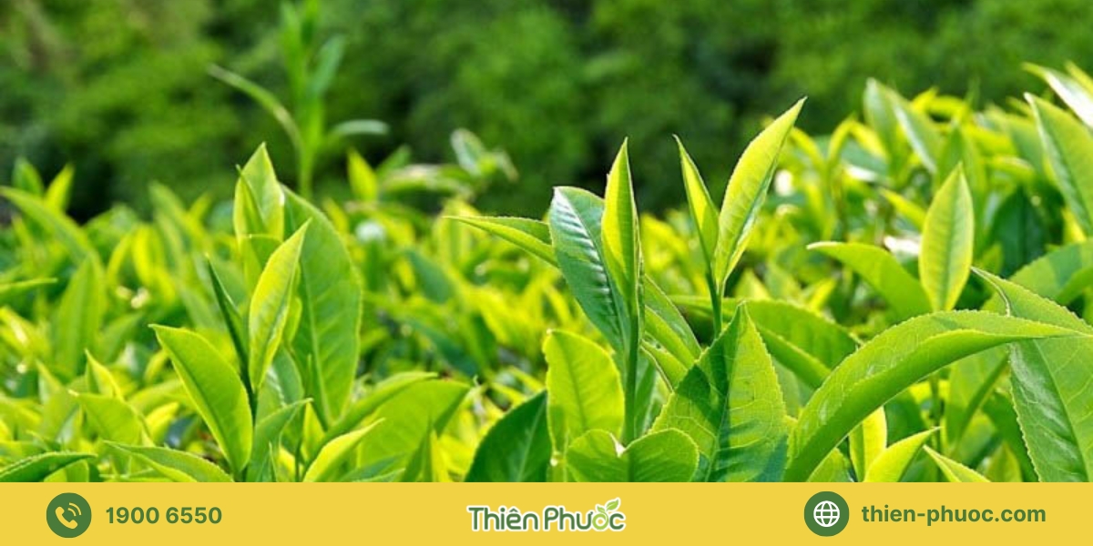 Những lưu ý khi mua trà giá sỉ tại Vũng Tàu