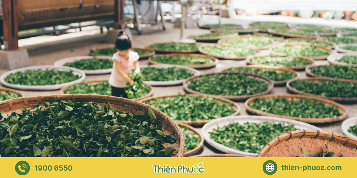 Những lưu ý quan trọng khi gia công trà tại Tây Ninh