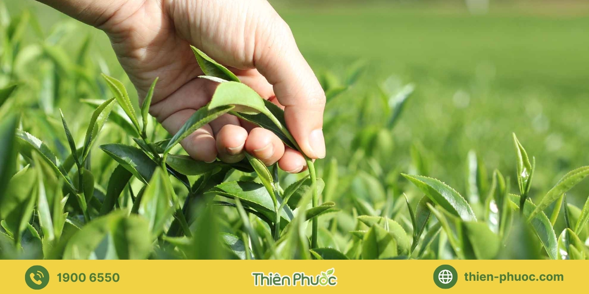 Quy trình cung cấp trà giá sỉ tại Long An