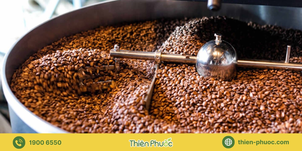 Quy trình gia công cà phê tại Ninh Thuận của Thiên Phước