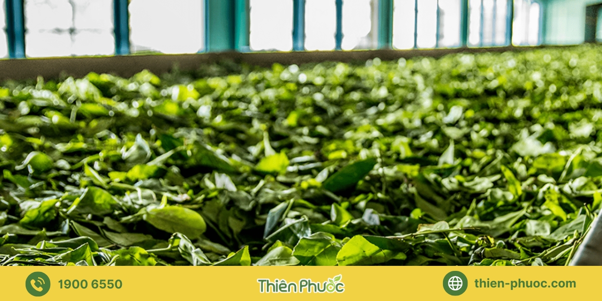 Quy trình gia công trà Ninh Thuận tại Thiên Phước
