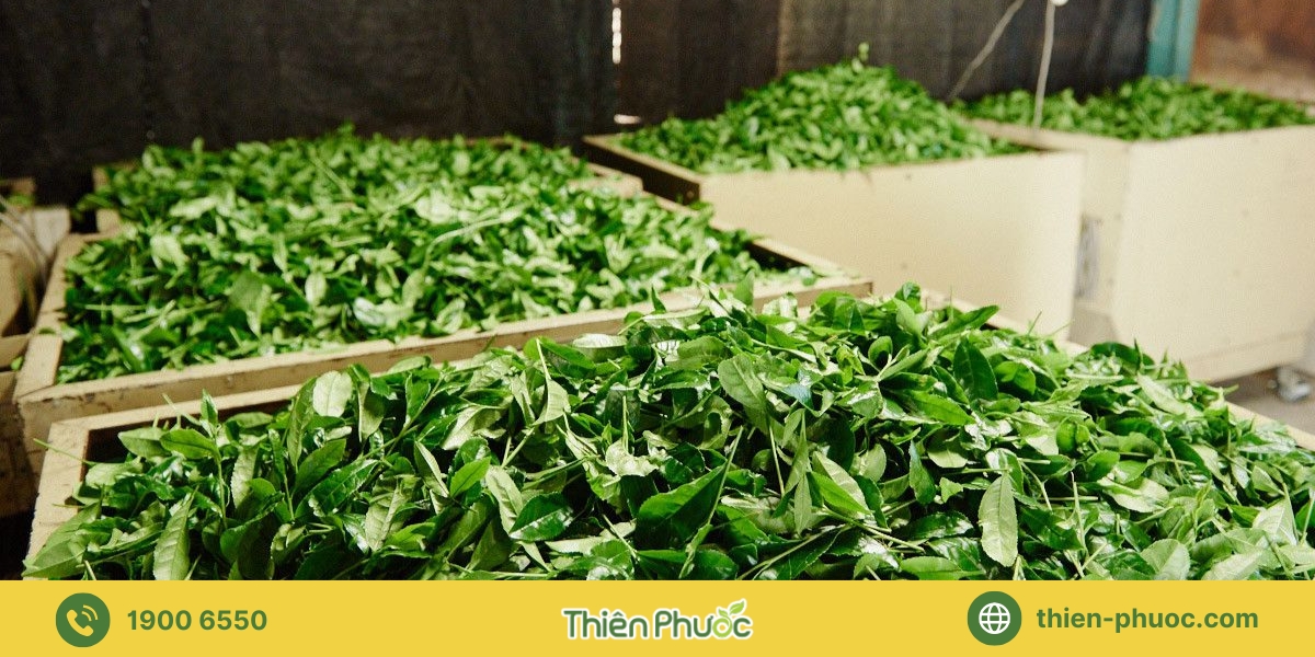 Quy trình gia công trà tại Bình Phước