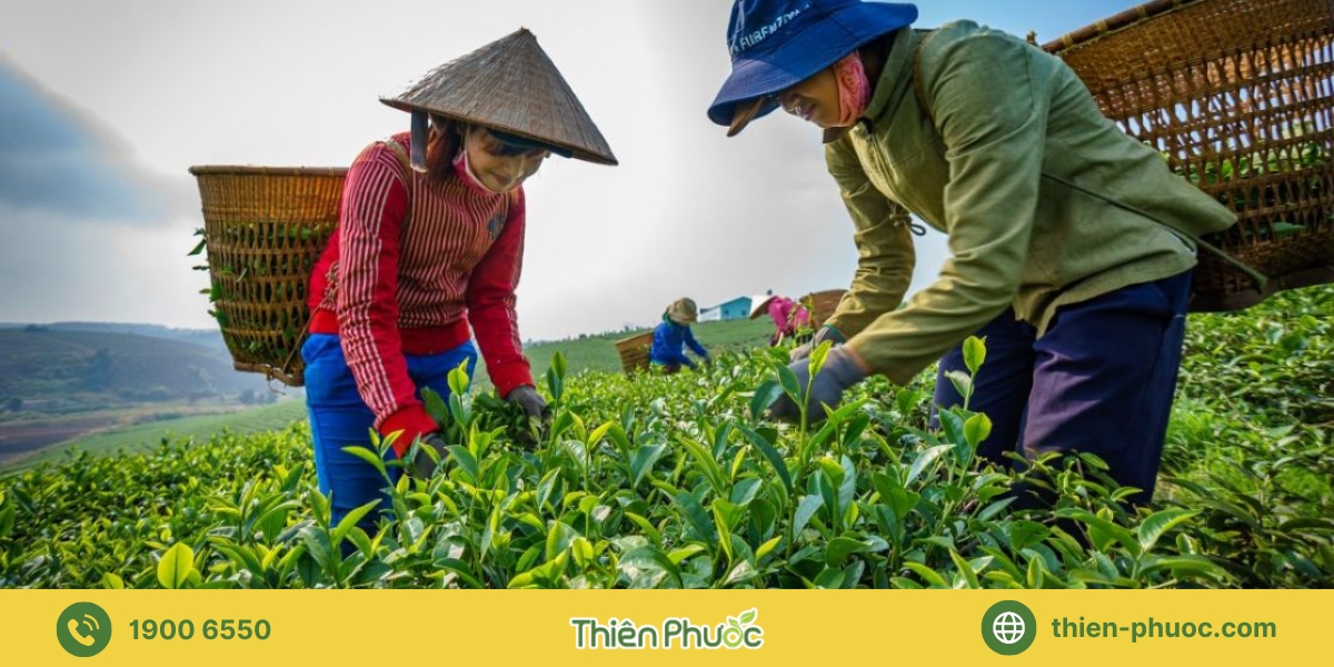 Quy trình gia công trà tại Bình Thuận