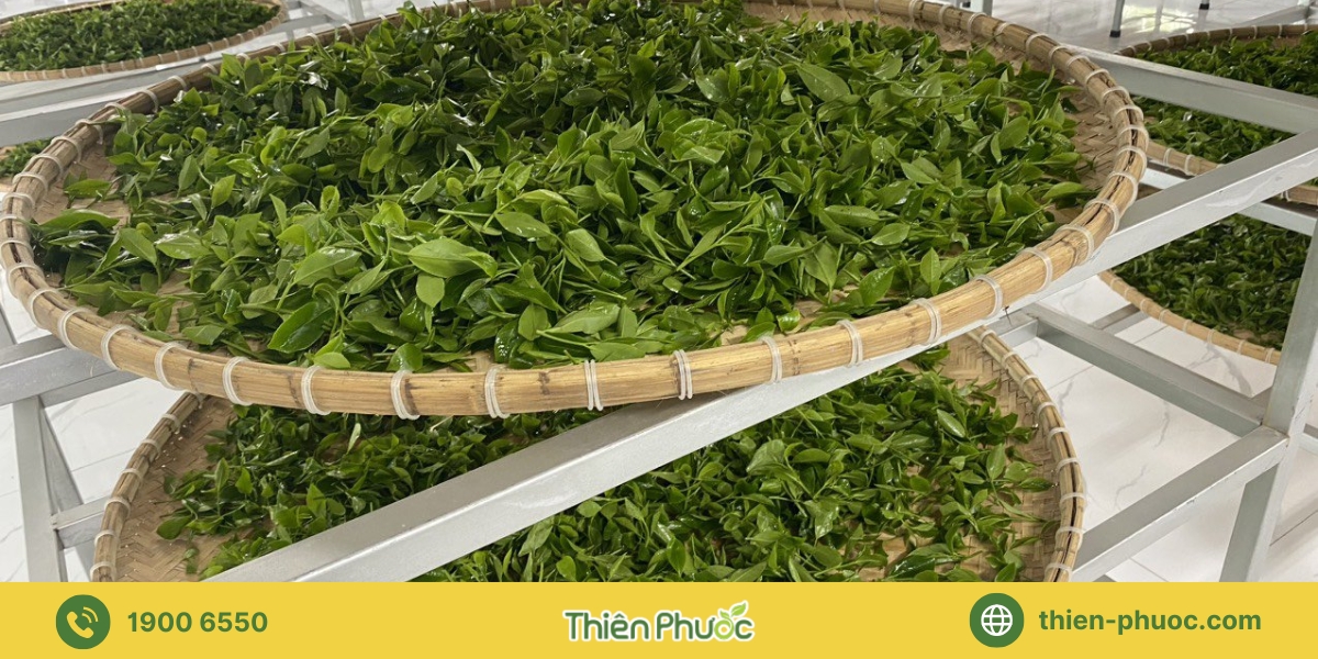 Quy trình gia công trà tại Long An