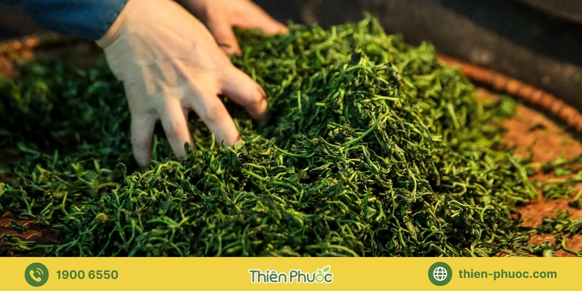 Quy trình gia công trà tại Tiền Giang