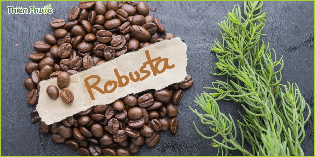 Đặc điểm của cà phê Robusta