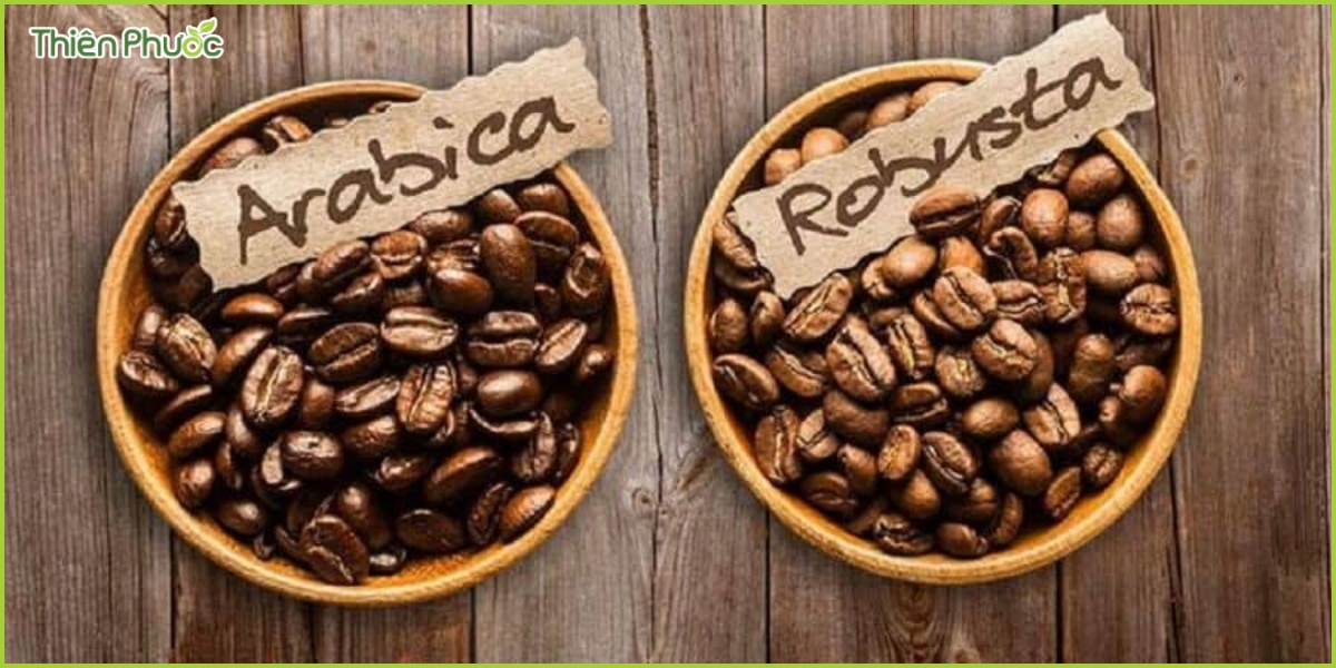 So sánh giữa cà phê Arabica và Robusta