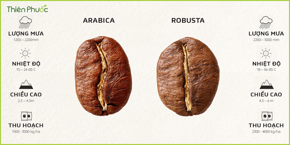 So sánh giữa cà phê Arabica và Robusta