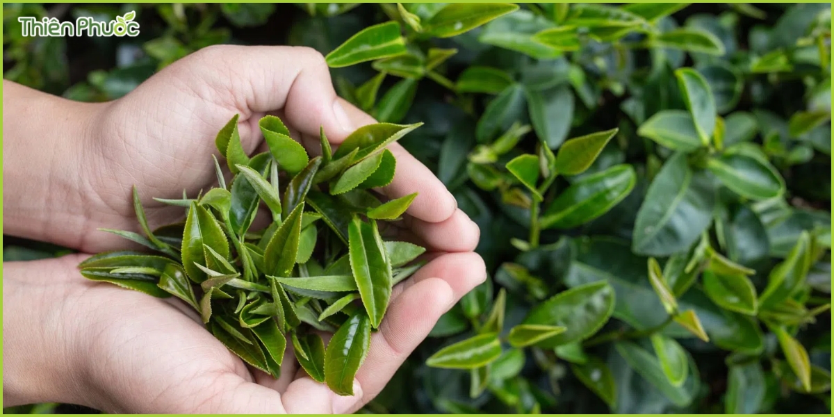 Tác dụng của trà xanh đối với sức khỏe