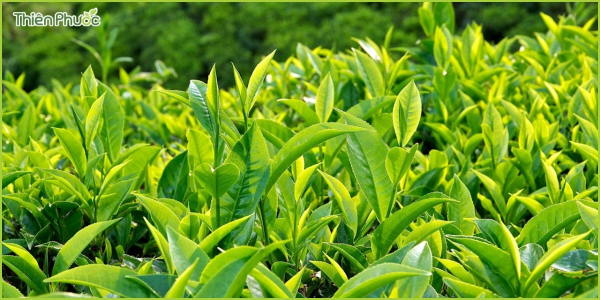 Thành phần dinh dưỡng trong trà xanh