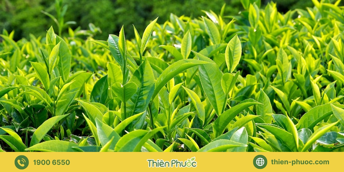 Ưu điểm vượt trội khi hợp tác gia công trà tại Ninh Thuận với Thiên Phước